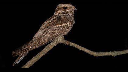 Çobanaldatan » European Nightjar » Caprimulgus europaeus