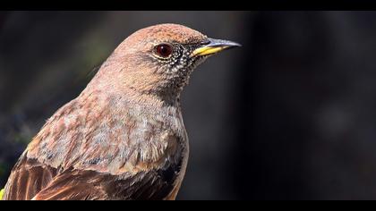 Büyük dağbülbülü » Alpine Accentor » Prunella collaris