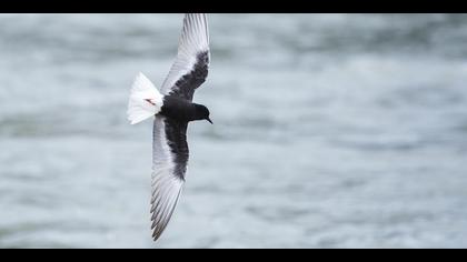 Akkanatlı sumru » White-winged Tern » Chlidonias leucopterus