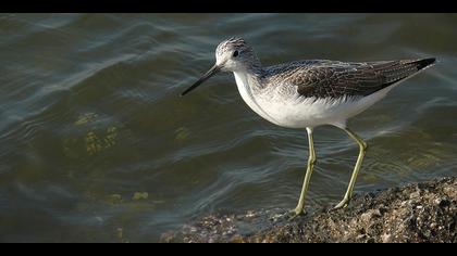 Yeşilbacak » Common Greenshank » Tringa nebularia