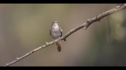 Bülbül » Common Nightingale » Luscinia megarhynchos