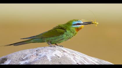 Yeşil arıkuşu » Blue-cheeked Bee-eater » Merops persicus