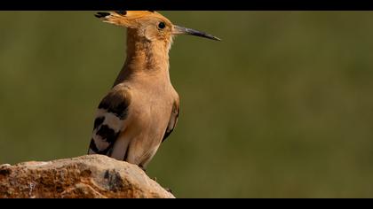 İbibik » Eurasian Hoopoe » Upupa epops