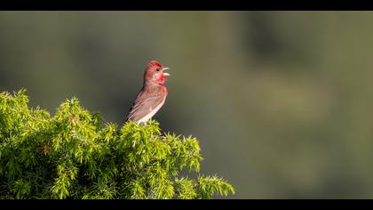 Çütre » Common Rosefinch » Carpodacus erythrinus