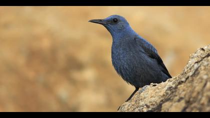 Gökardıç » Blue Rock Thrush » Monticola solitarius