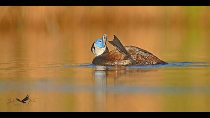 Dikkuyruk » White-headed Duck » Oxyura leucocephala