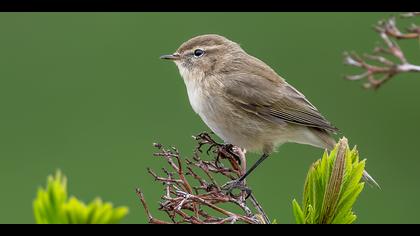 Kafkas çıvgını » Mountain Chiffchaff » Phylloscopus sindianus