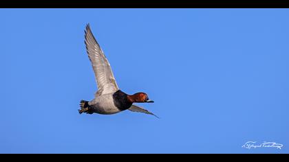 Elmabaş patka » Common Pochard » Aythya ferina