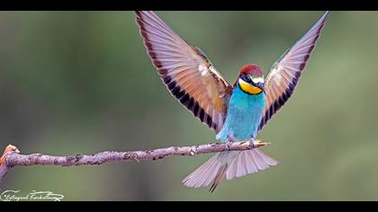 Arıkuşu » European Bee-eater » Merops apiaster