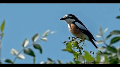 Maskeli örümcekkuşu » Masked Shrike » Lanius nubicus