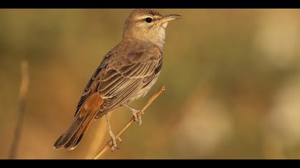 Çalıbülbülü » Rufous-tailed Scrub Robin » Cercotrichas galactotes