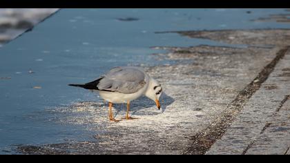 Karabaş martı » Black-headed Gull » Chroicocephalus ridibundus