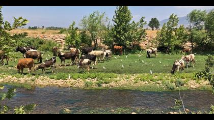 Sığır balıkçılı