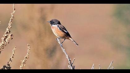 Taşkuşu » European Stonechat » Saxicola rubicola