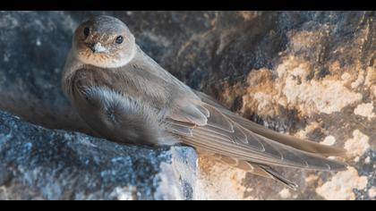 Kaya kırlangıcı » Eurasian Crag Martin » Ptyonoprogne rupestris