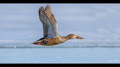 Kaşıkgaga » Northern Shoveler » Spatula clypeata