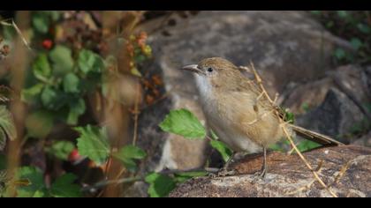 Irak yedikardeşi » Iraq Babbler » Argya altirostris