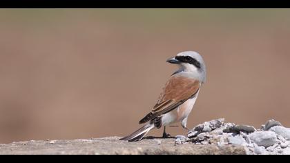 Kızılsırtlı örümcekkuşu » Red-backed Shrike » Lanius collurio