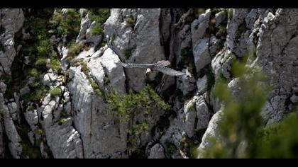 Sakallı akbaba » Bearded Vulture » Gypaetus barbatus