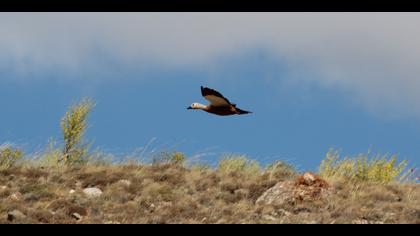 Angıt » Ruddy Shelduck » Tadorna ferruginea