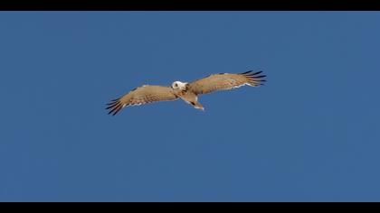 Yılan kartalı » Short-toed Snake Eagle » Circaetus gallicus