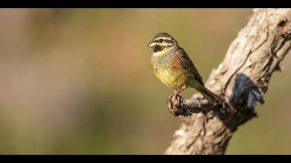 Bahçe kirazkuşu » Cirl Bunting » Emberiza cirlus