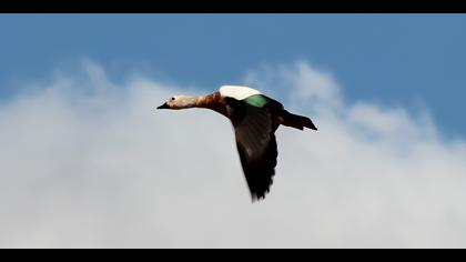 Angıt » Ruddy Shelduck » Tadorna ferruginea