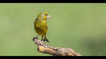 Florya » European Greenfinch » Chloris chloris