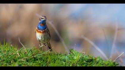 Mavigerdan » Bluethroat » Luscinia svecica