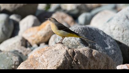 Dağ kuyruksallayanı » Grey Wagtail » Motacilla cinerea