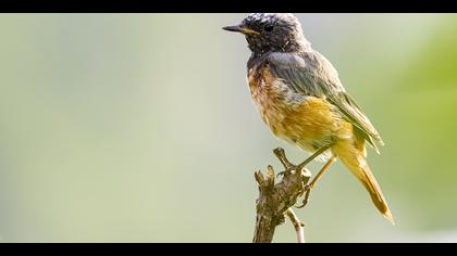 Kızılkuyruk » Common Redstart » Phoenicurus phoenicurus