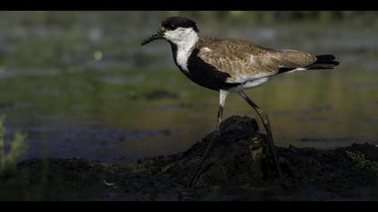 Mahmuzlu kızkuşu » Spur-winged Lapwing » Vanellus spinosus