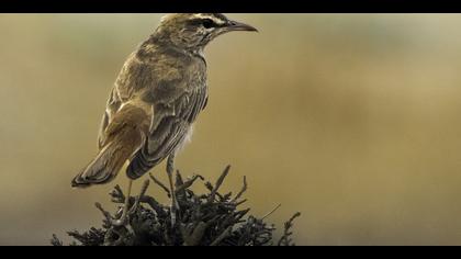 Çalıbülbülü » Rufous-tailed Scrub Robin » Cercotrichas galactotes