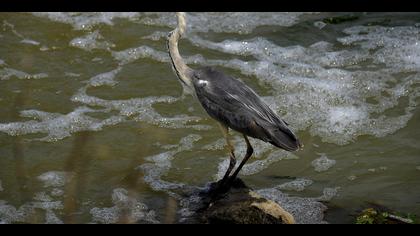 Gri balıkçıl » Grey Heron » Ardea cinerea