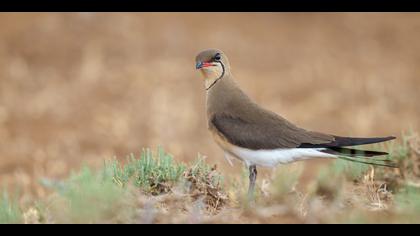 Bataklıkkırlangıcı » Collared Pratincole » Glareola pratincola