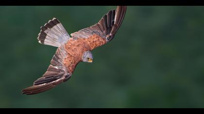 Küçük kerkenez » Lesser Kestrel » Falco naumanni