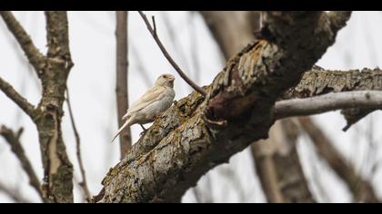 Serçe » House Sparrow » Passer domesticus