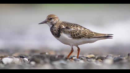 Taşçeviren » Ruddy Turnstone » Arenaria interpres