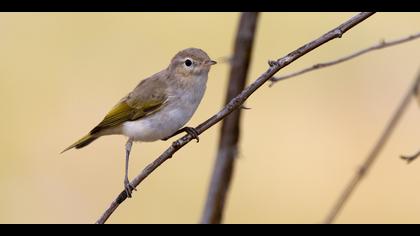 Boz çıvgın » Eastern Bonelli`s Warbler » Phylloscopus orientalis