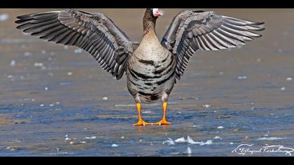 Sakarca » Greater White-fronted Goose » Anser albifrons