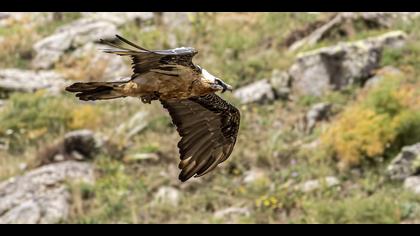 Sakallı akbaba » Bearded Vulture » Gypaetus barbatus