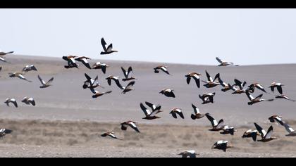 Angıt » Ruddy Shelduck » Tadorna ferruginea