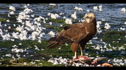 Saz delicesi » Western Marsh Harrier » Circus aeruginosus