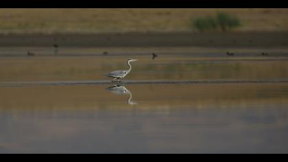 Gri balıkçıl » Grey Heron » Ardea cinerea