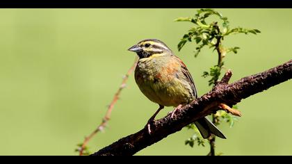 Bahçe kirazkuşu » Cirl Bunting » Emberiza cirlus