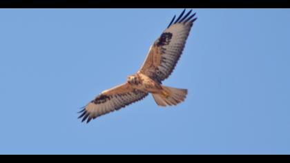 Kızıl şahin » Long-legged Buzzard » Buteo rufinus