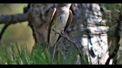 Benekli sinekkapan » Spotted Flycatcher » Muscicapa striata