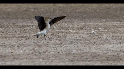 Karakanatlı bataklıkkırlangıcı » Black-winged Pratincole » Glareola nordmanni