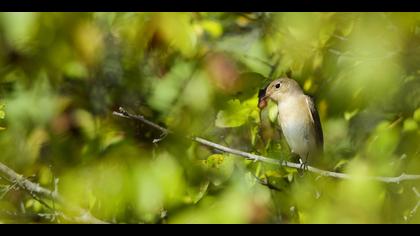 Küçük sinekkapan » Red-breasted Flycatcher » Ficedula parva