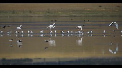 Flamingo » Greater Flamingo » Phoenicopterus roseus